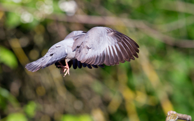 A 2 23 Hohltaube MK4 128989 M Schaef