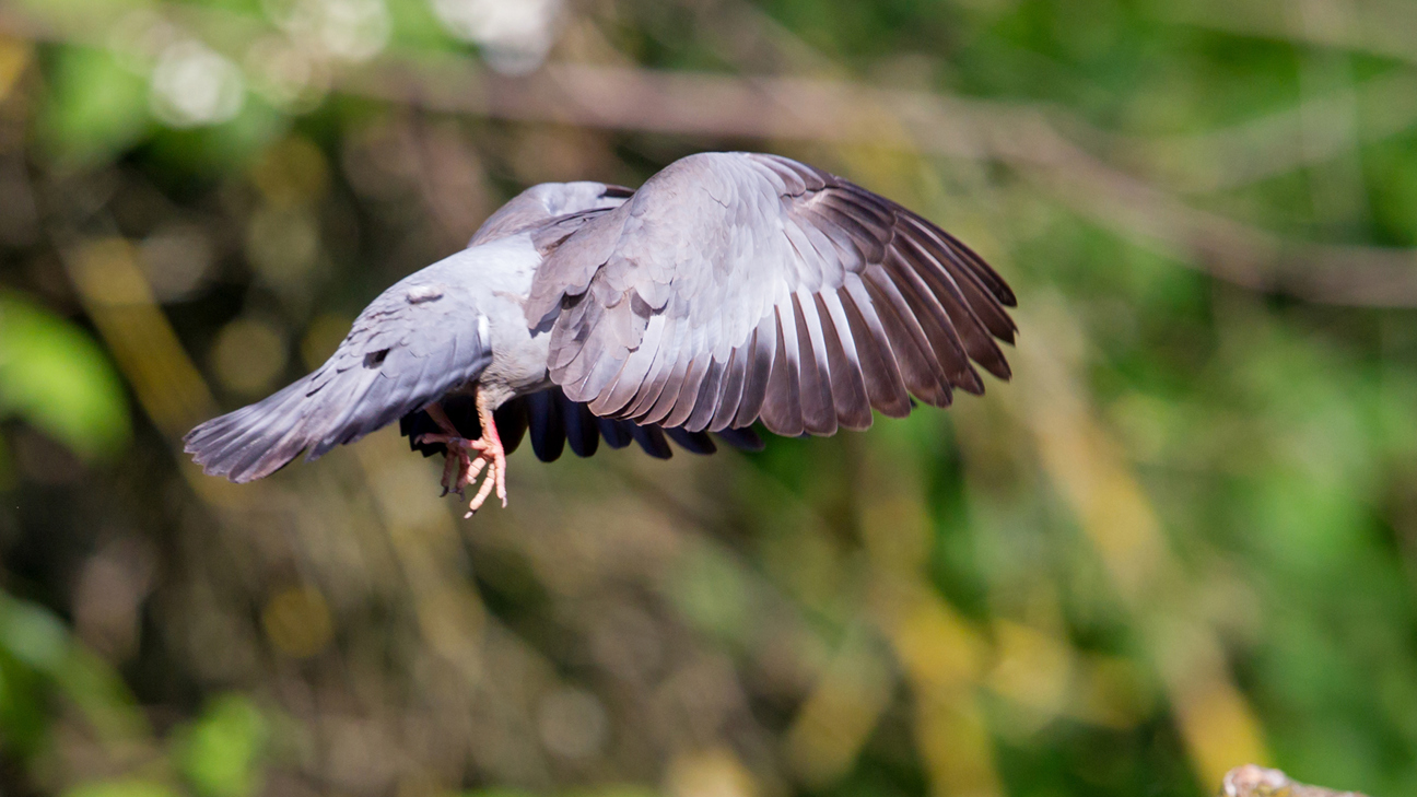 A 2 23 Hohltaube MK4 128989 M Schaef