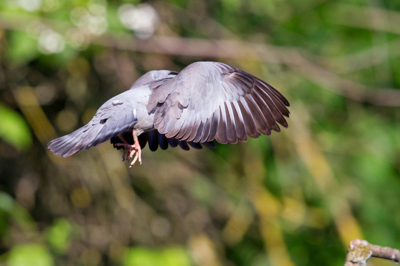 A 2 23 Hohltaube MK4 128989 M Schaef