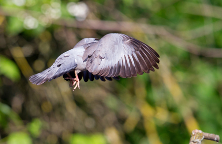 Meeresvögel in Bedrängnis