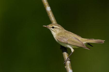 Auch Tauben können offenbar träumen