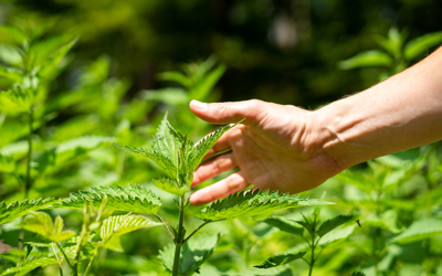 Brennnessel Istock 1248504313