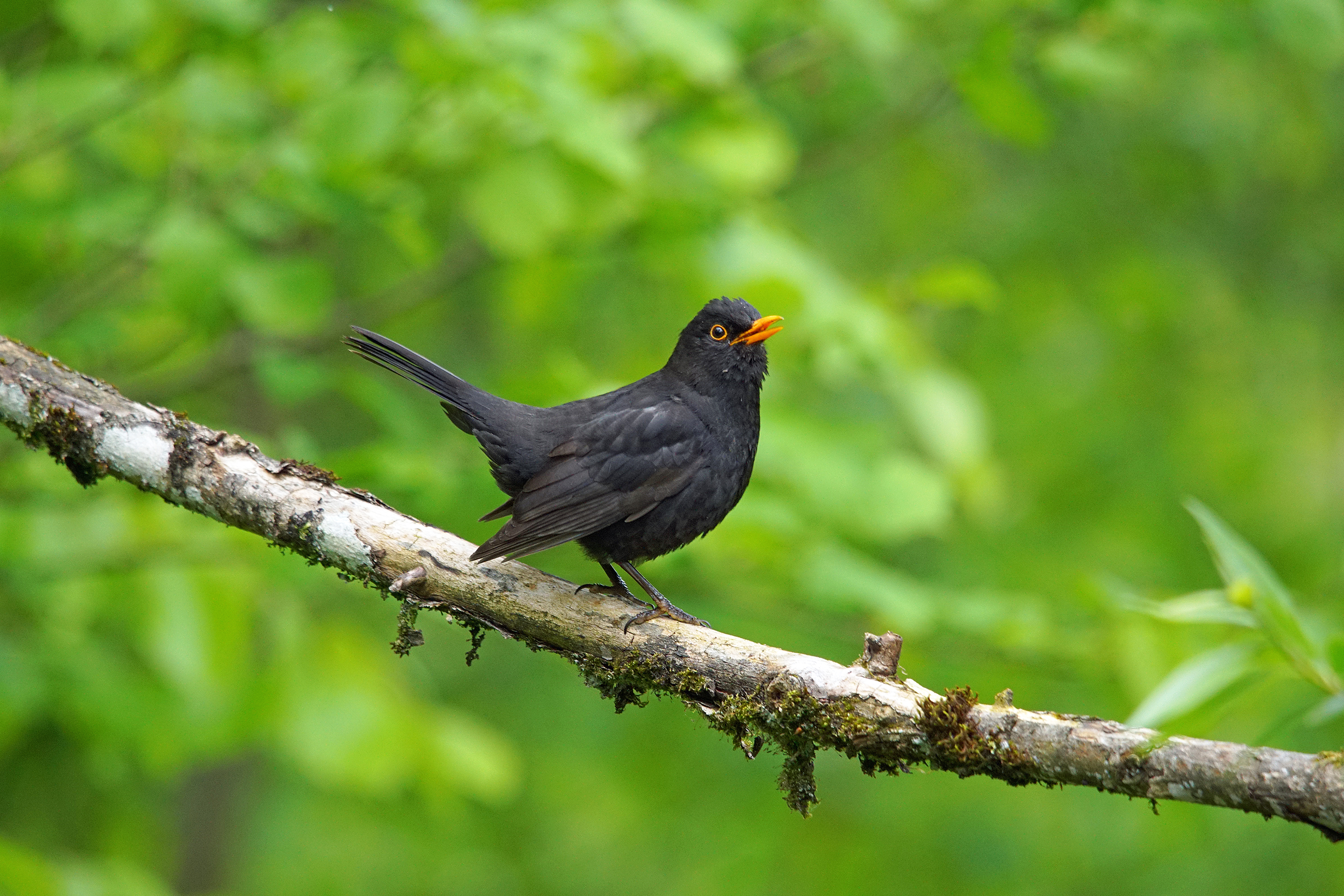 FO Amsel Germann