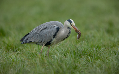 2019 Graureiher 78A2112 Donini