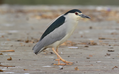 BC Nachtreiheradrianjordi