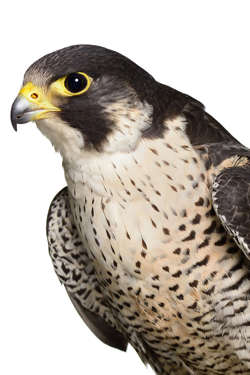 Wanderfalke Istock 174987969