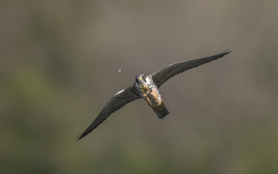 AA Baumfalke 210505 Br 129