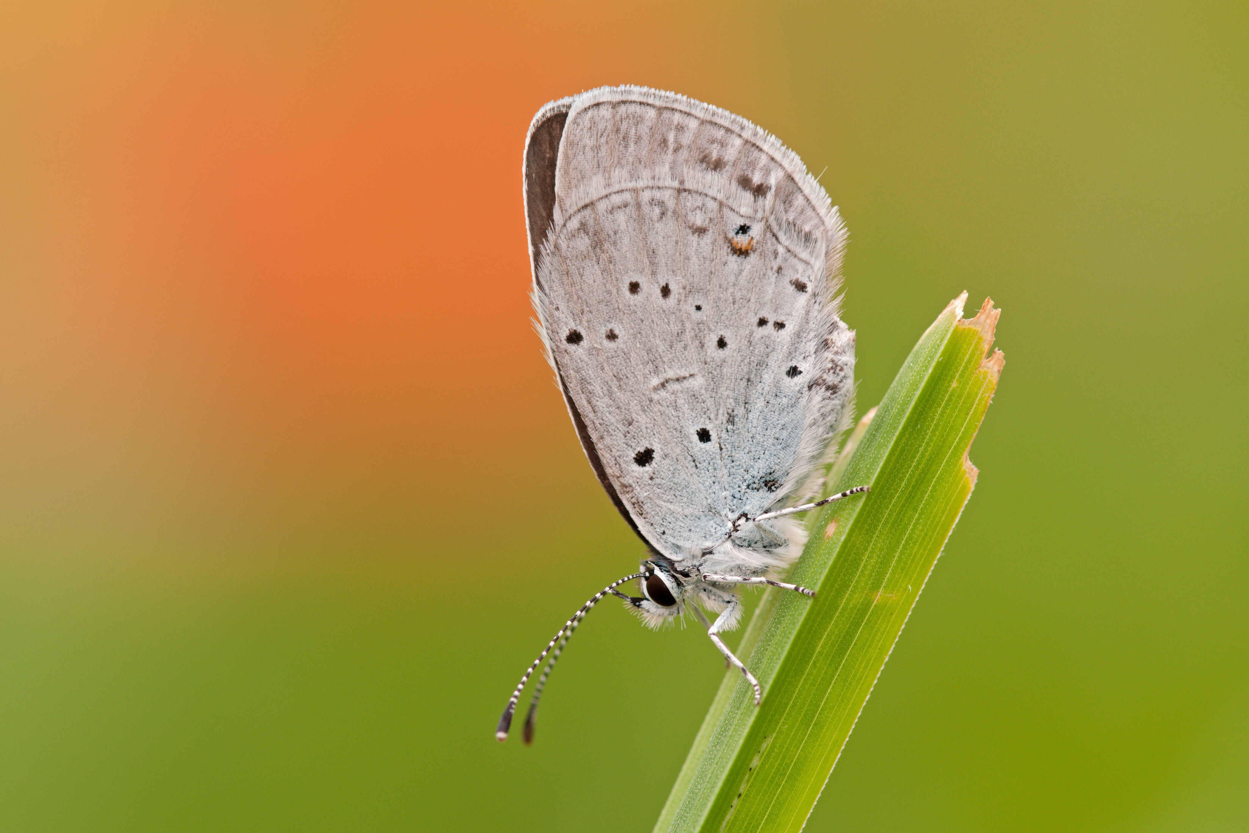 AA Mauritius Images 06689334