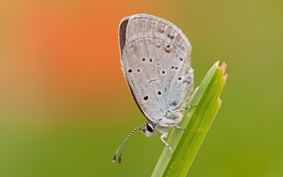 AA Mauritius Images 06689334