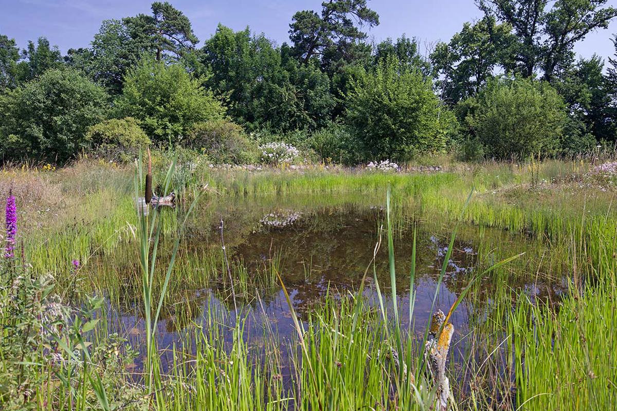 Weiher Schintere Thun Jryser2