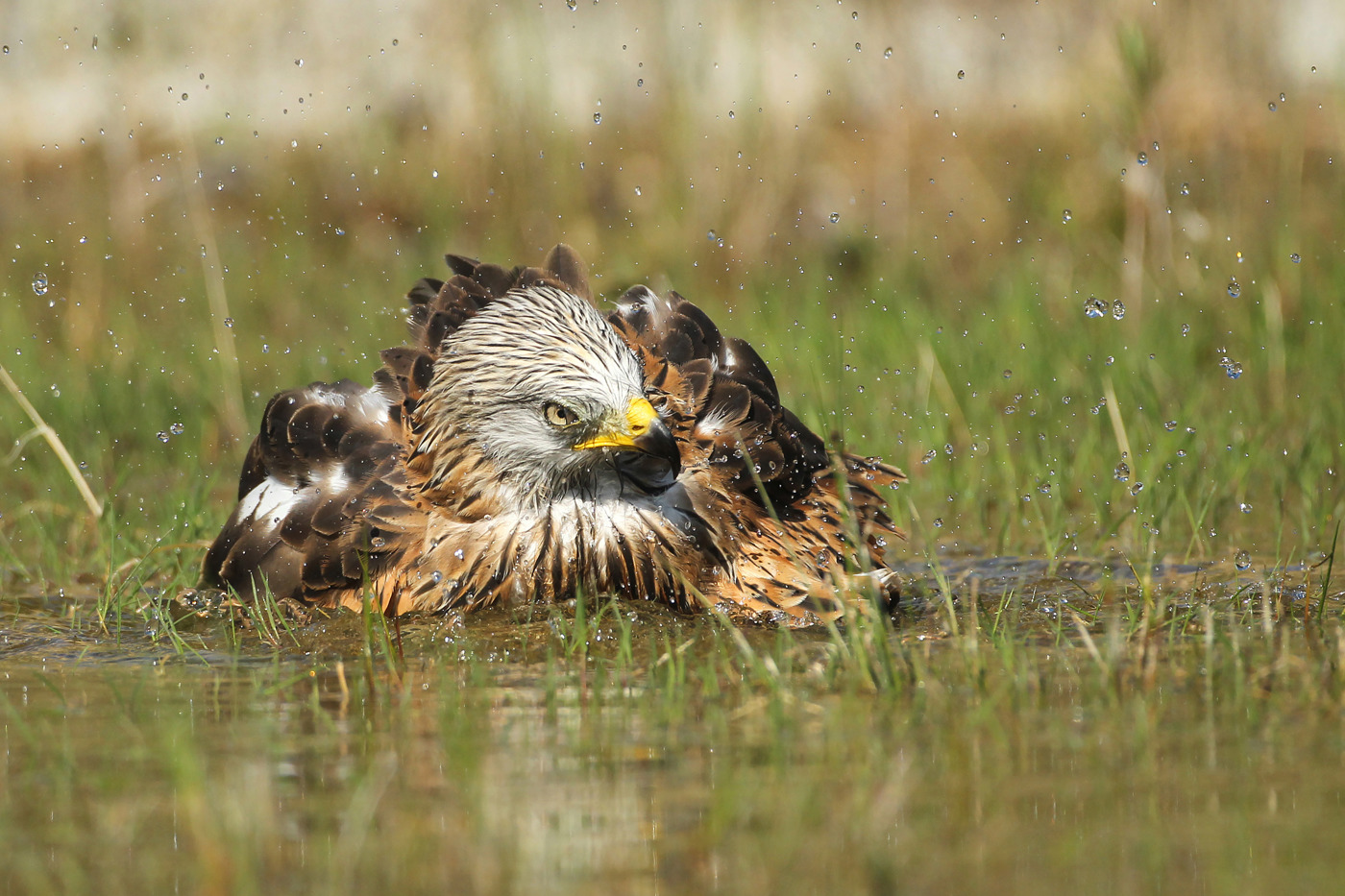 Lorem ipsum dolor sit amet, consectetur adipiscing elit. Donec eget laoreet ipsum. Fusce volutpat a libero vitae mollis. Sed orci enim, aliquet eget cursus viverra,