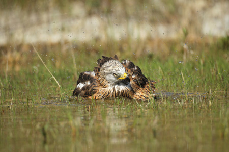 Baden, Klo, Kräuterkur:  Hygiene bei Vögeln