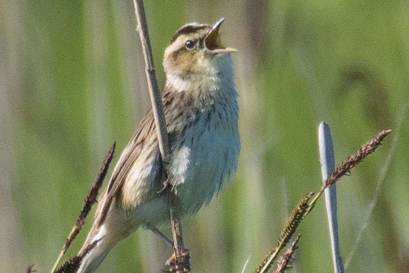 Das ist eine Bildlegende. 