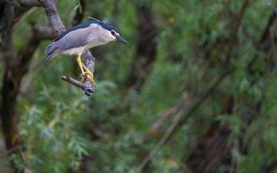 Nachtreiher R5 099523