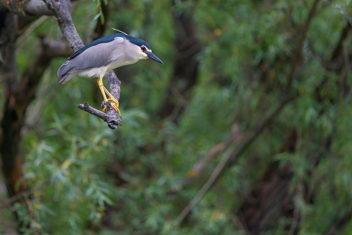 Nachtreiher R5 099523