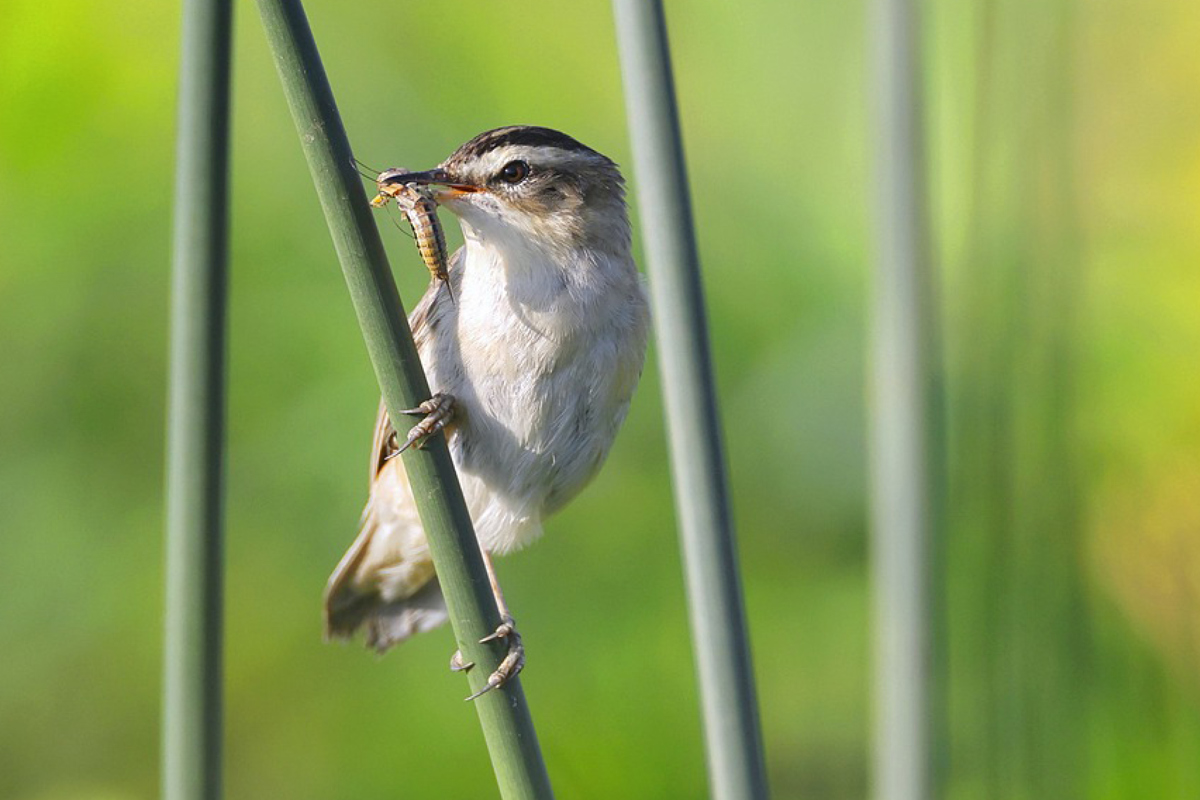 Social Media Vorlage Birdlife V2