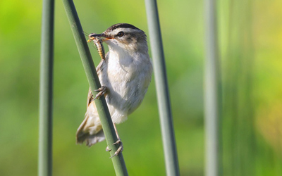 Social Media Vorlage Birdlife V2