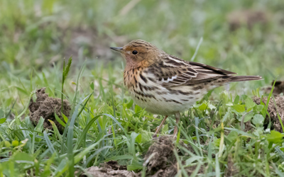 BC Rotkehlpiepermagadinoebeneti220423adrianjordi