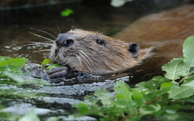 AA Biber Mauritius Images 03138483