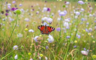 BI Mauritius Images 2JH610R